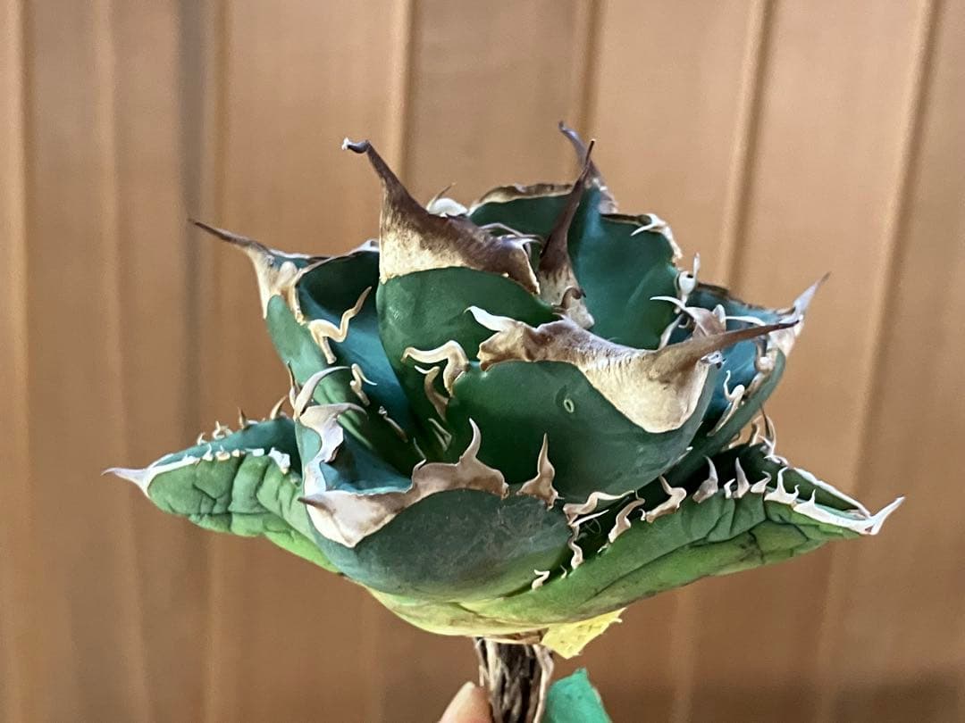 【CR7】速達　超選抜　特大　太棘　長棘　アガべ　チタノタ　雲雀　TC