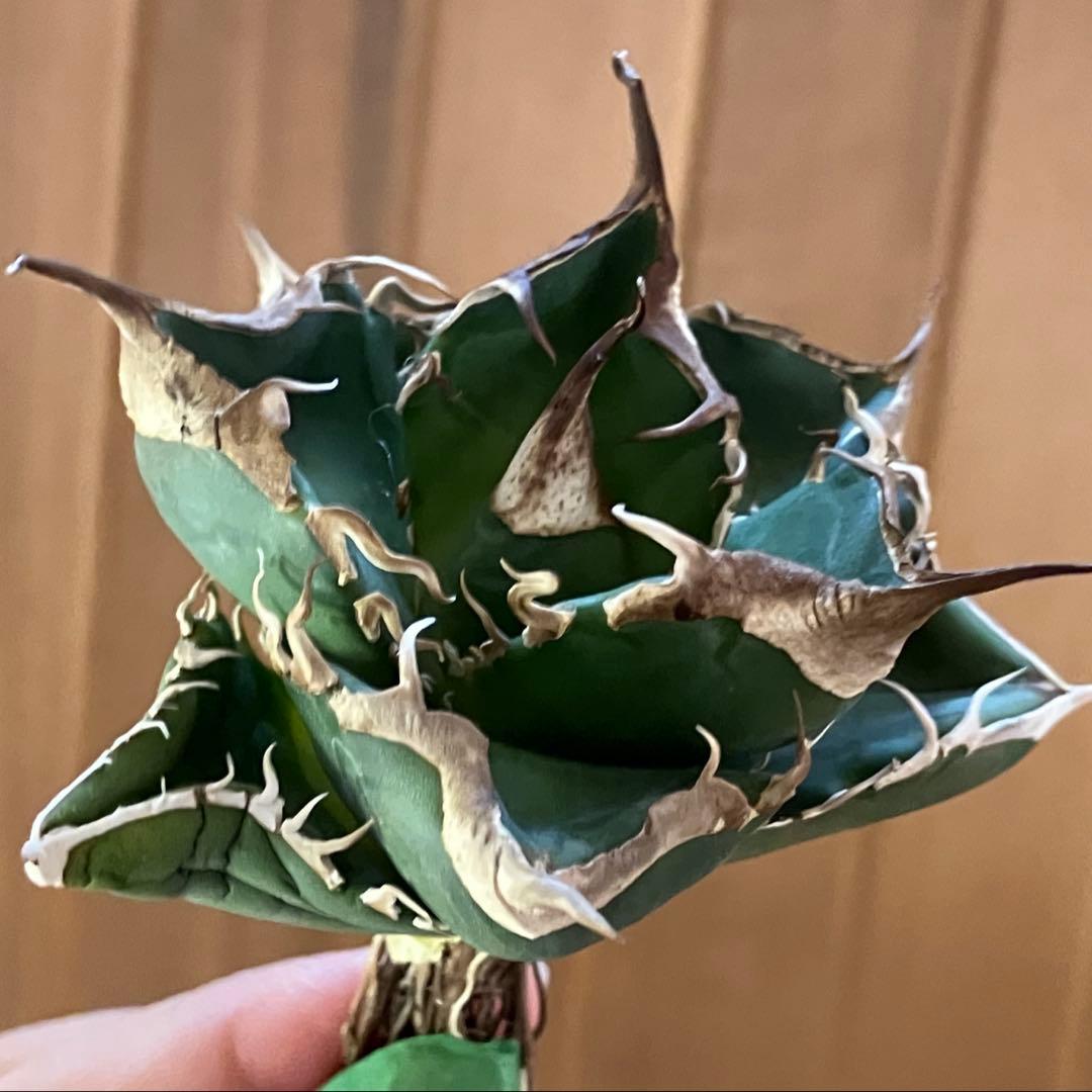 【CR7】速達　超選抜　特大　太棘　長棘　アガべ　チタノタ　雲雀　TC