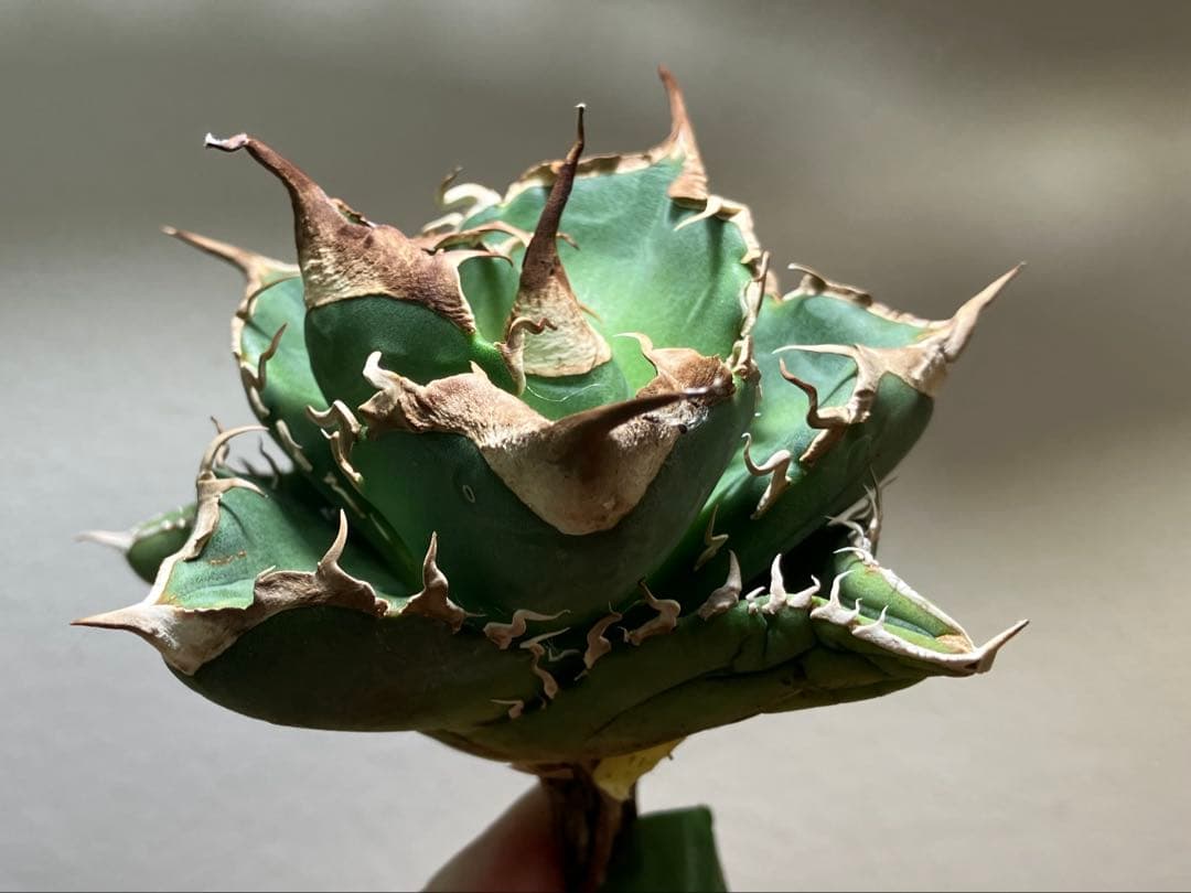 【CR7】速達　超選抜　特大　太棘　長棘　アガべ　チタノタ　雲雀　TC