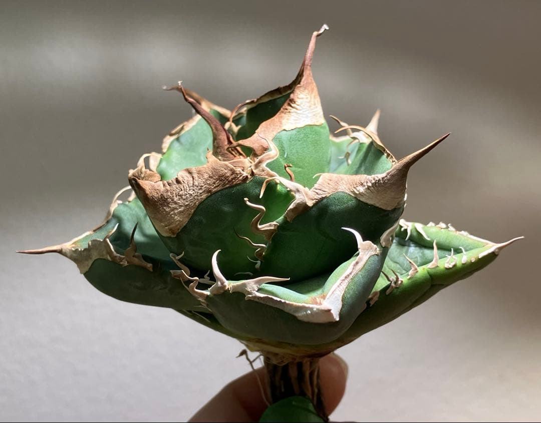 【CR7】速達　超選抜　特大　太棘　長棘　アガべ　チタノタ　雲雀　TC