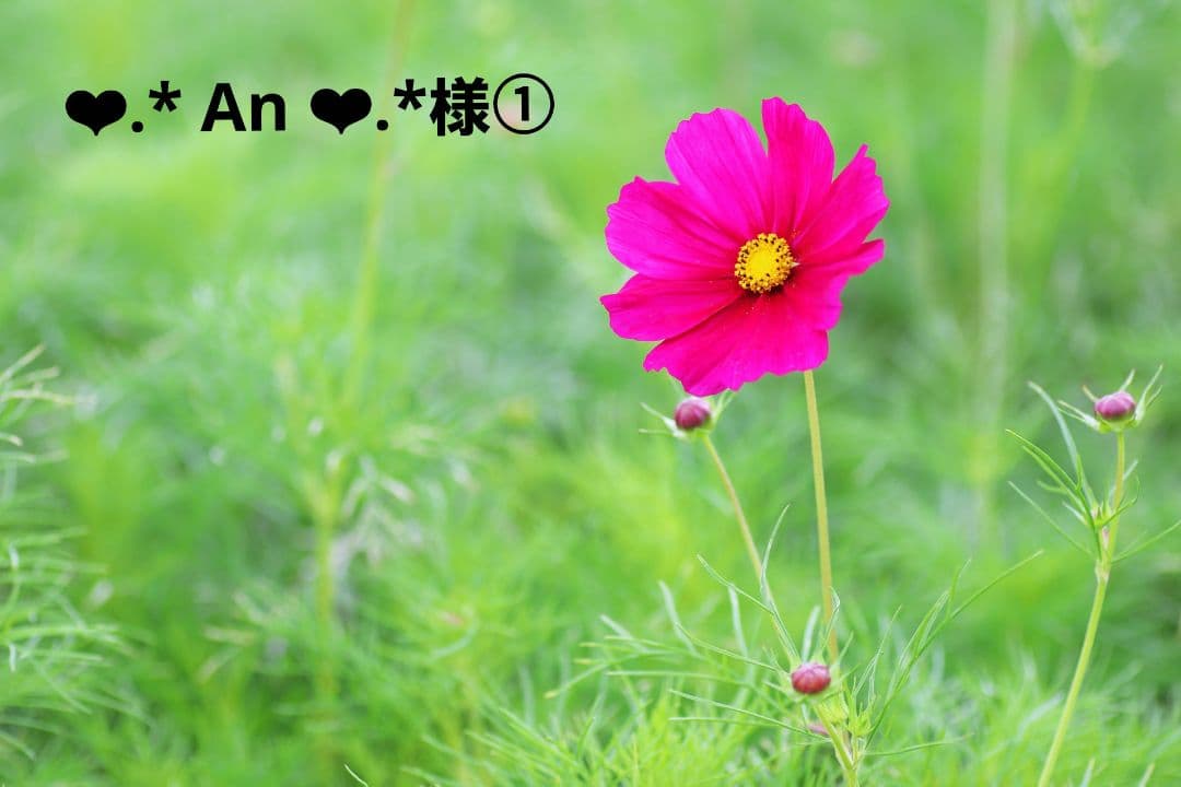 An＊様パネル生地ご確認ページ