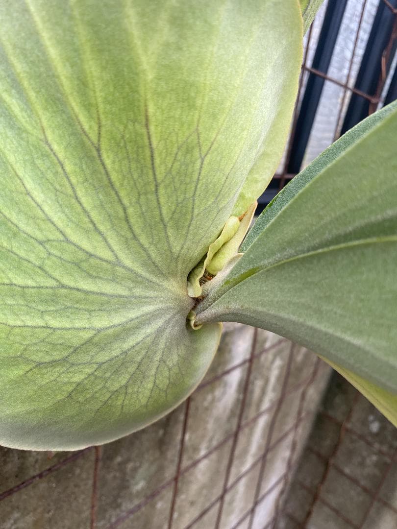 y*o様 フルムーン　大株　10/26