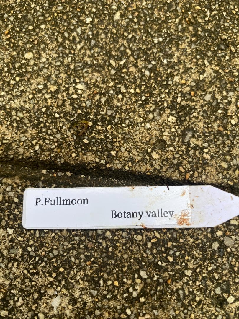 y*o様 フルムーン　大株　10/26