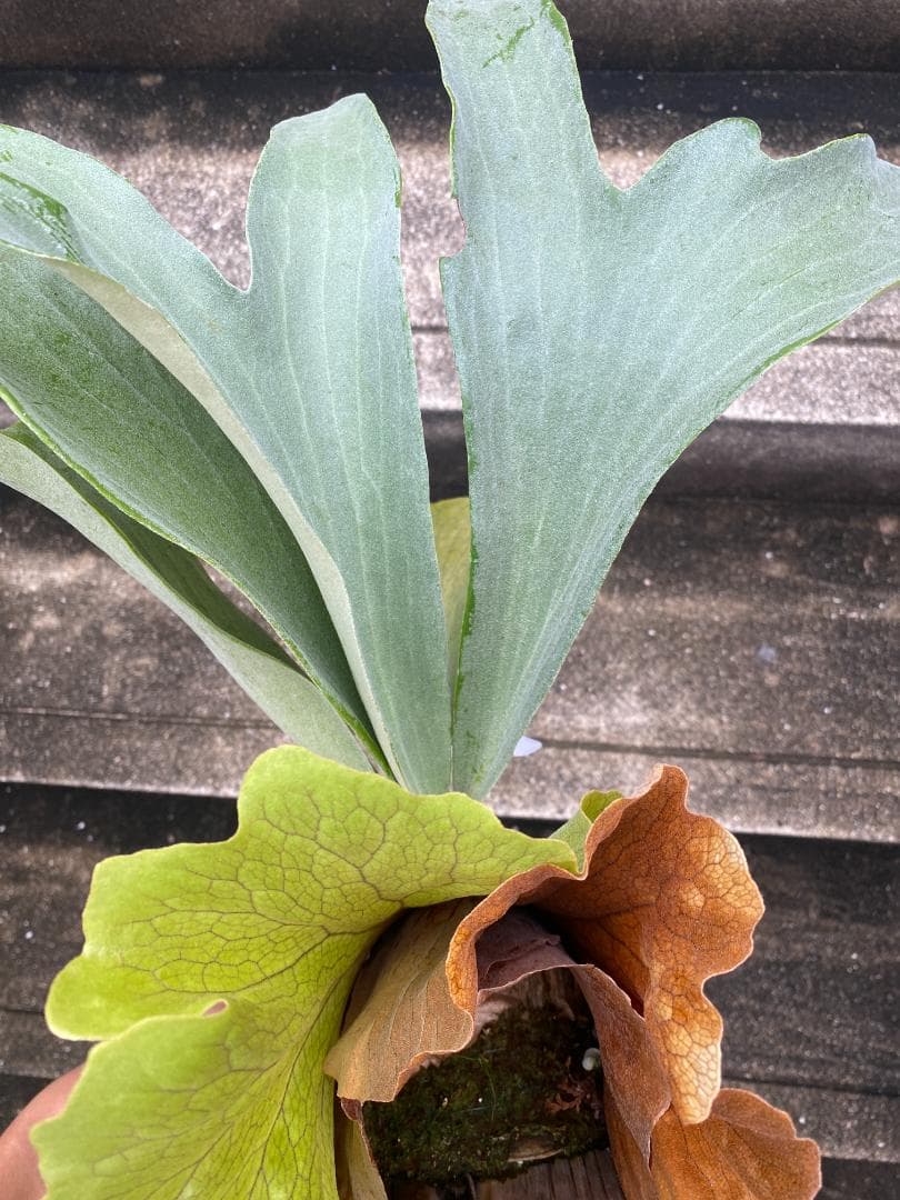 y*o様 フルムーン　大株　10/26