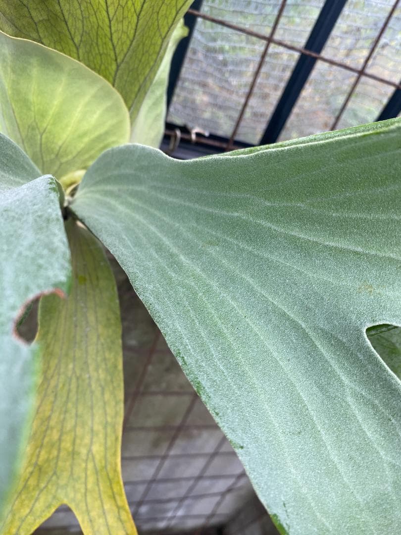 y*o様 フルムーン　大株　10/26