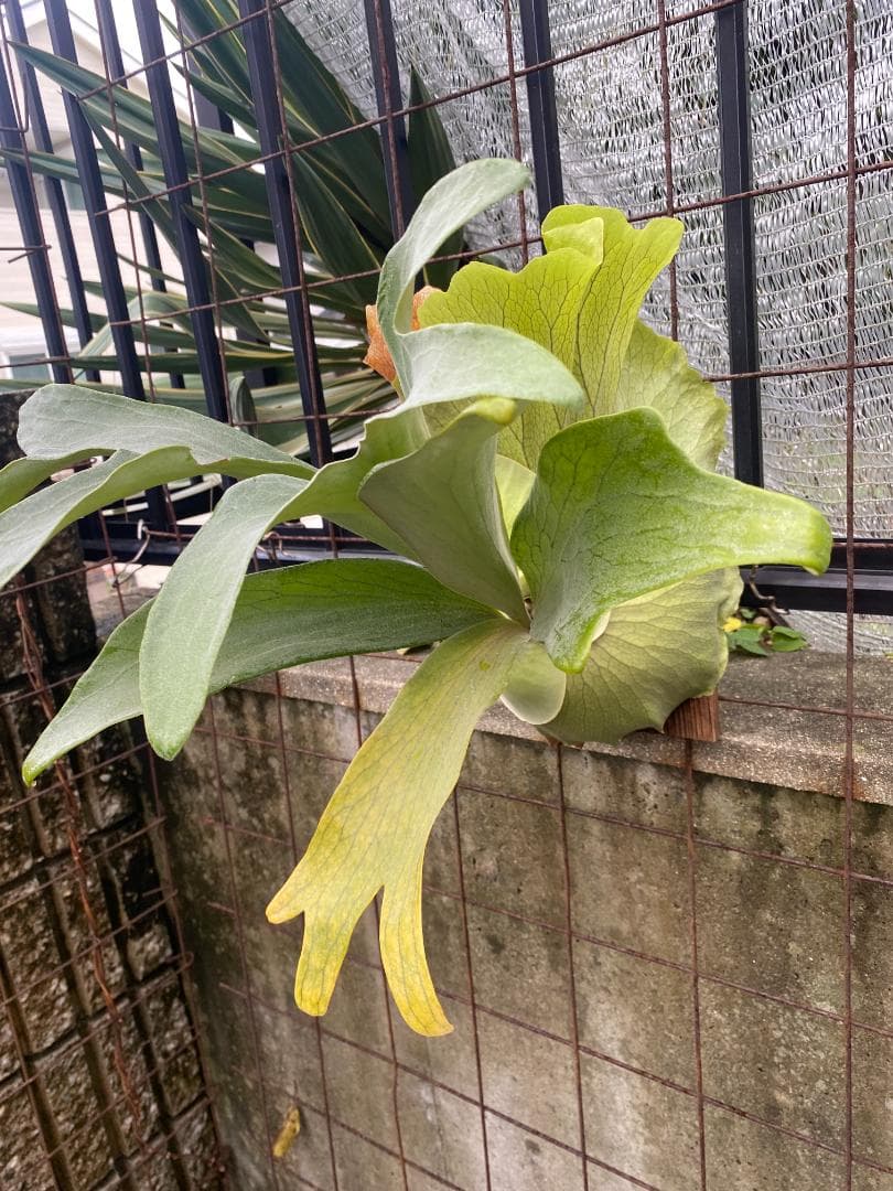 y*o様 フルムーン　大株　10/26