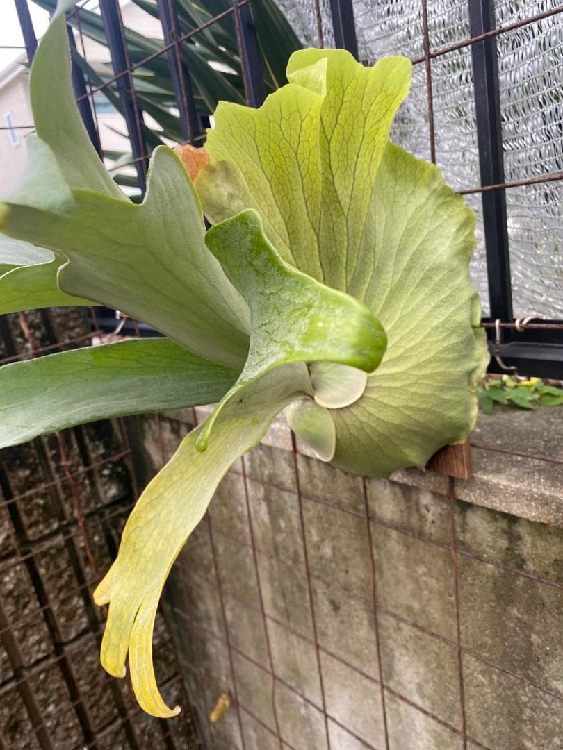 y*o様 フルムーン　大株　10/26