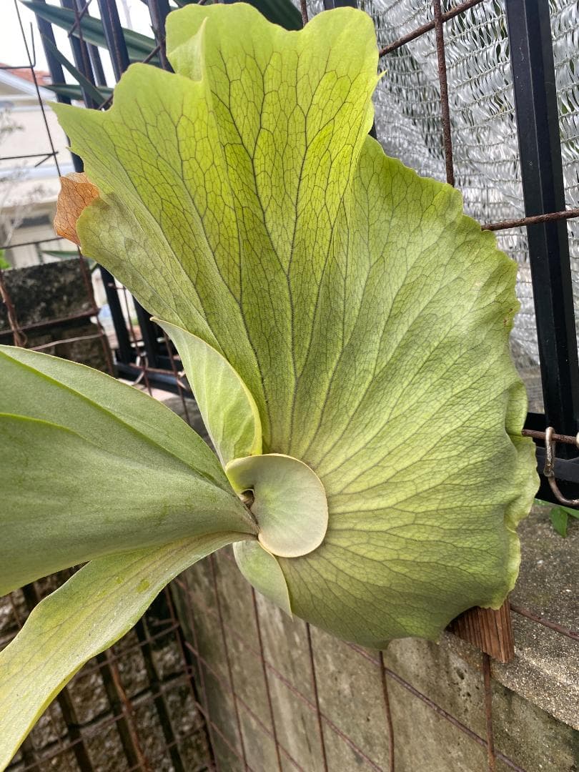 y*o様 フルムーン　大株　10/26