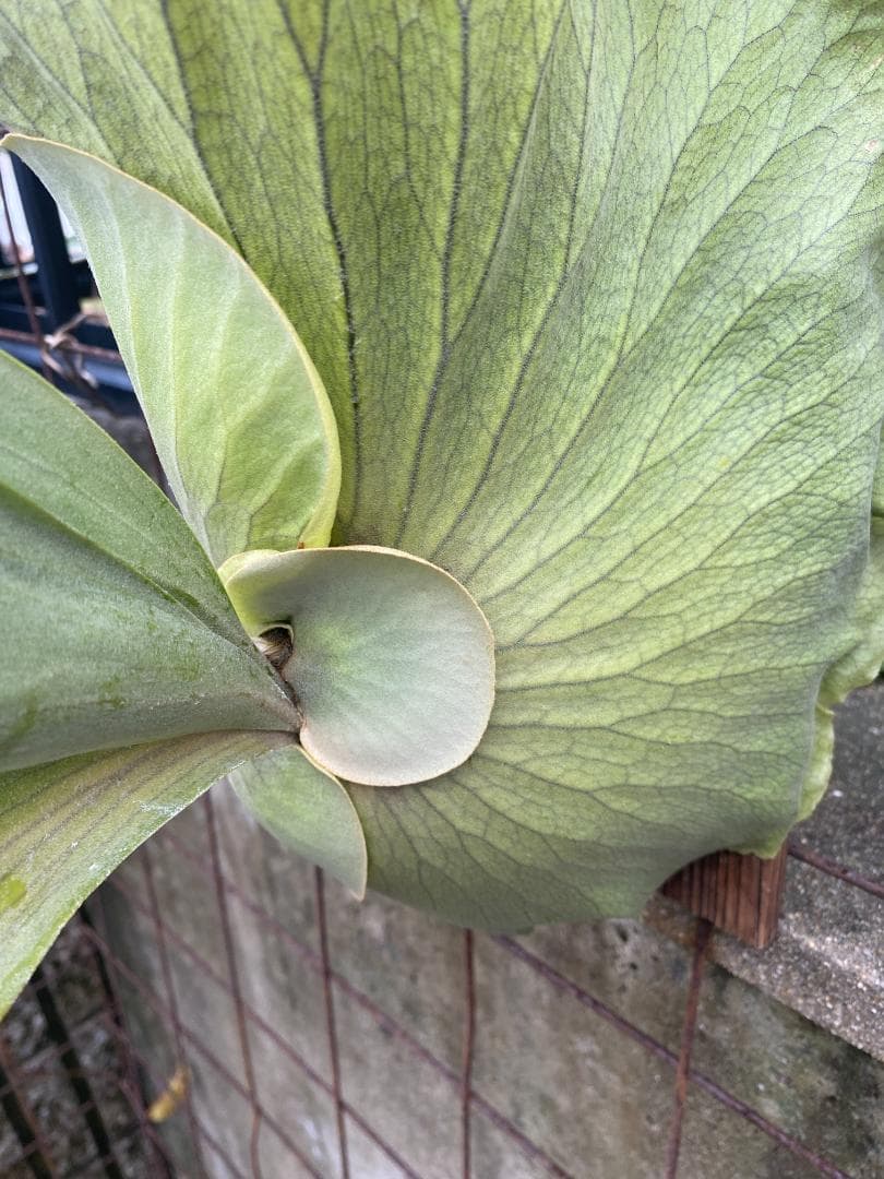 y*o様 フルムーン　大株　10/26