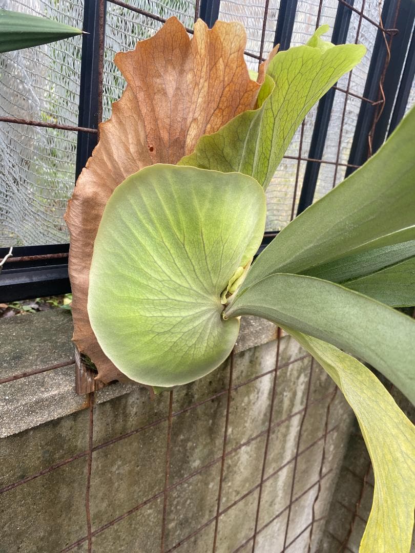 y*o様 フルムーン　大株　10/26