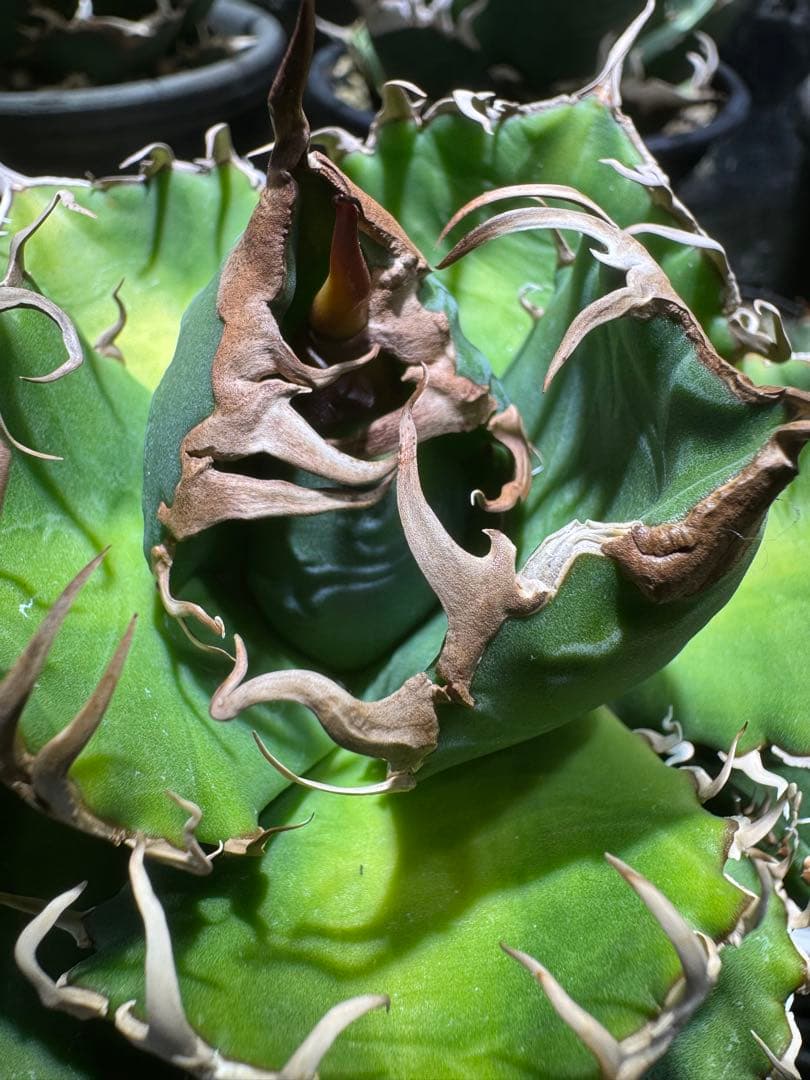 【悪魔くんOC】アガベ　中株　子株セット　 検】スーパーチタノタ　オテロイ