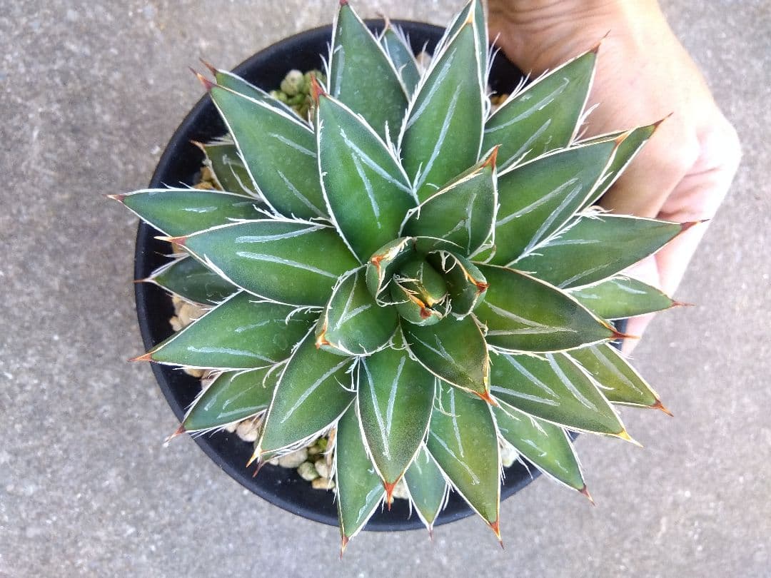 アガベ　王妃笹の雪　B型　6号鉢つき　特大株❗　①