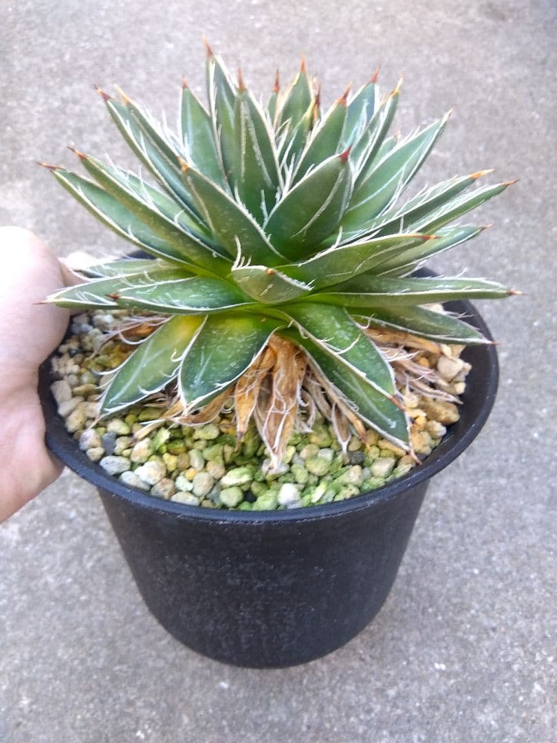 アガベ　王妃笹の雪　B型　6号鉢つき　特大株❗　①