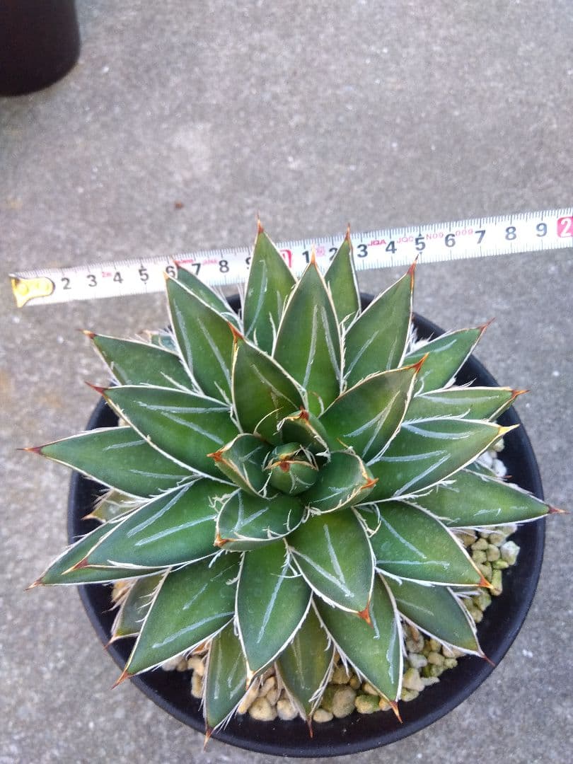 アガベ　王妃笹の雪　B型　6号鉢つき　特大株❗　①