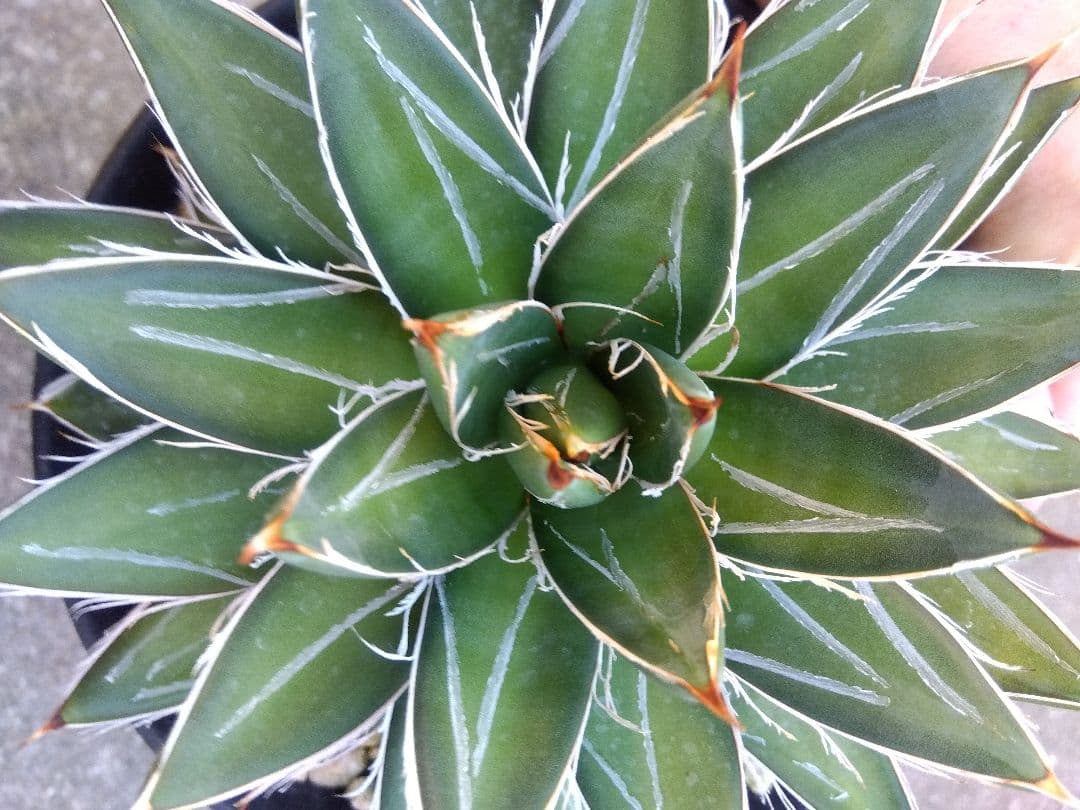 アガベ　王妃笹の雪　B型　6号鉢つき　特大株❗　①