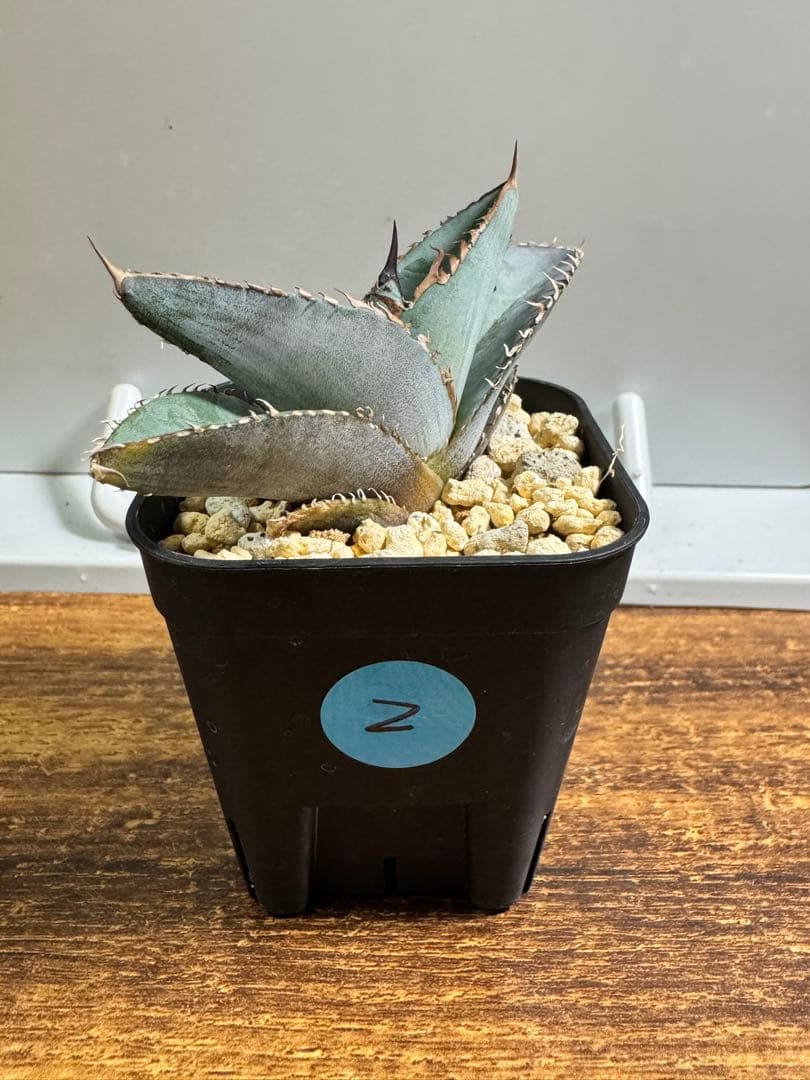 【超希少】 ブツブツ系 アガベ チタノタブルー