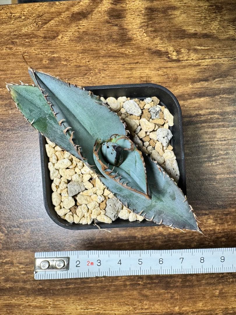 【超希少】 ブツブツ系 アガベ チタノタブルー