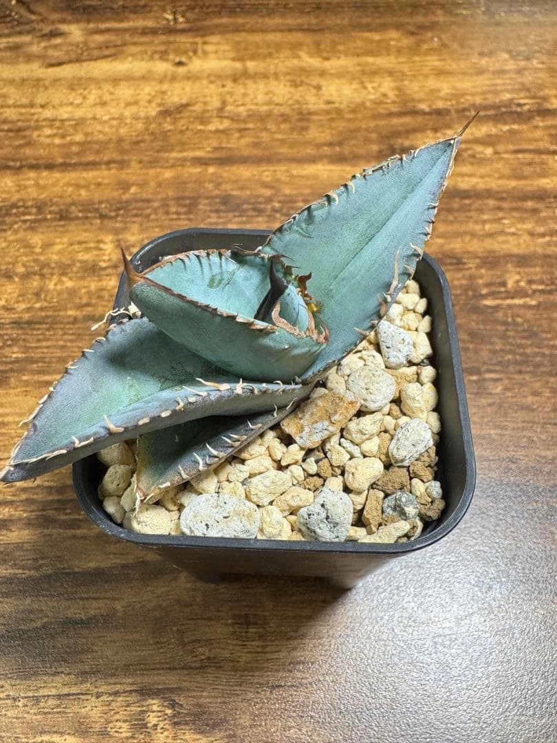 【超希少】 ブツブツ系 アガベ チタノタブルー