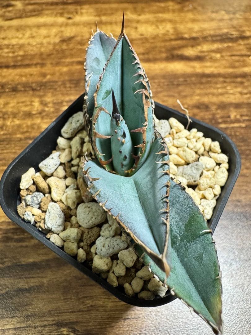 【超希少】 ブツブツ系 アガベ チタノタブルー