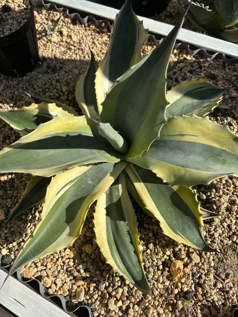 アガベ　オバティフォリア　オルカ　ドライガーデン 地植え