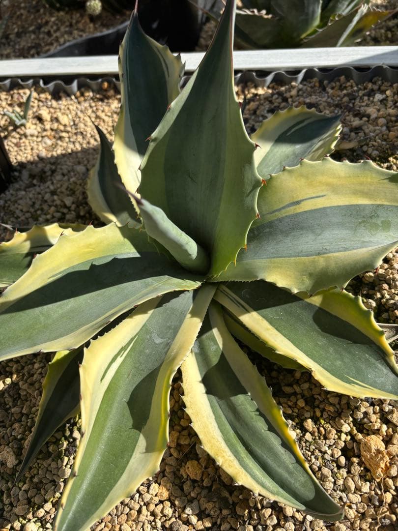 アガベ　オバティフォリア　オルカ　ドライガーデン 地植え