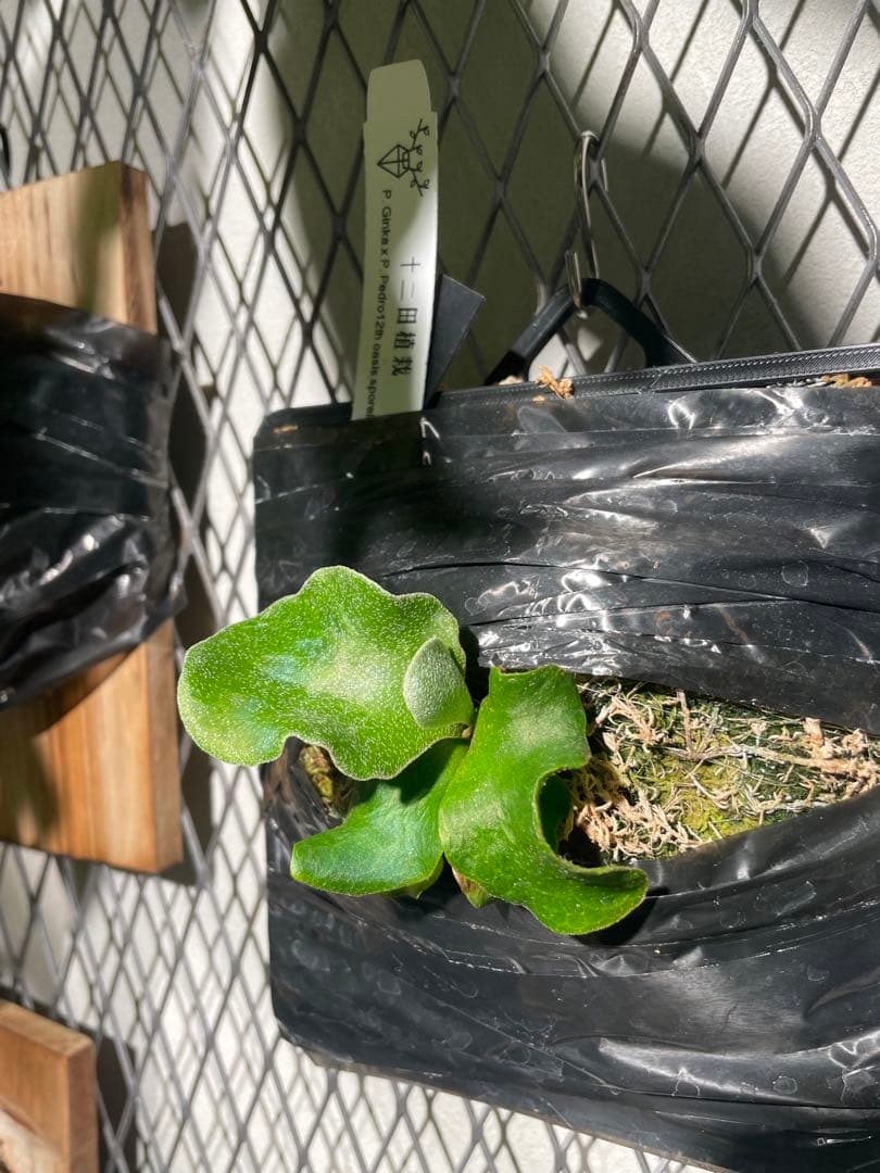 黒タグP. Ginka × P. Pedro sporelings ビカクシダ