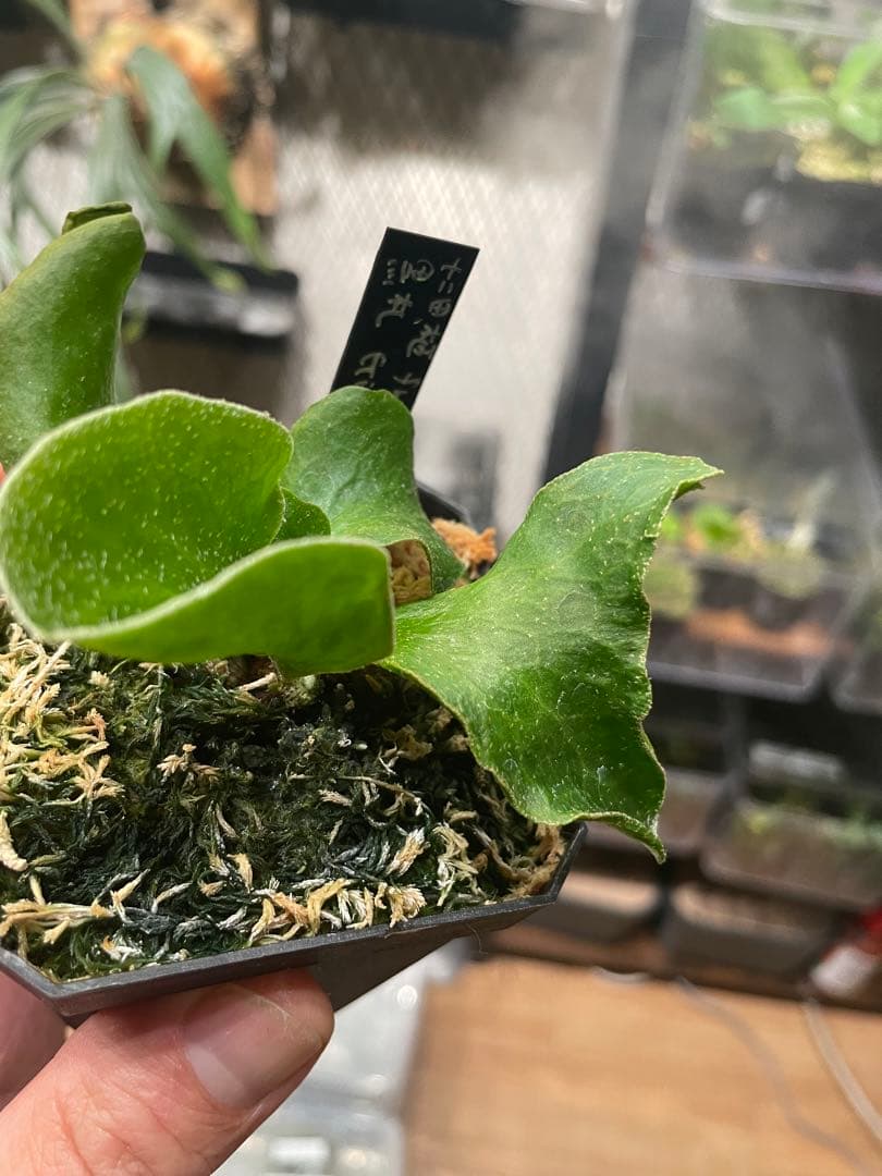 黒タグP. Ginka × P. Pedro sporelings ビカクシダ