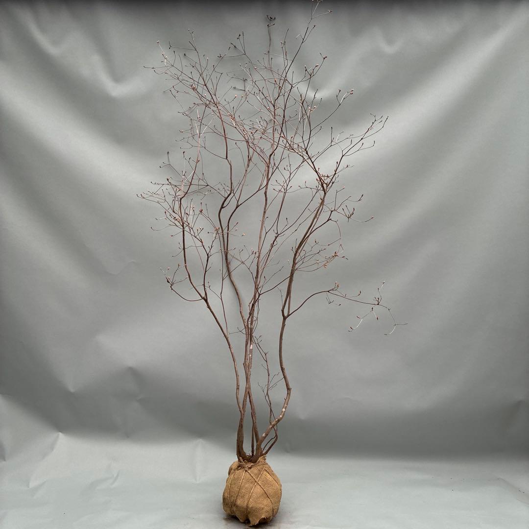 ミツバツツジ　株立　大型　山採り風