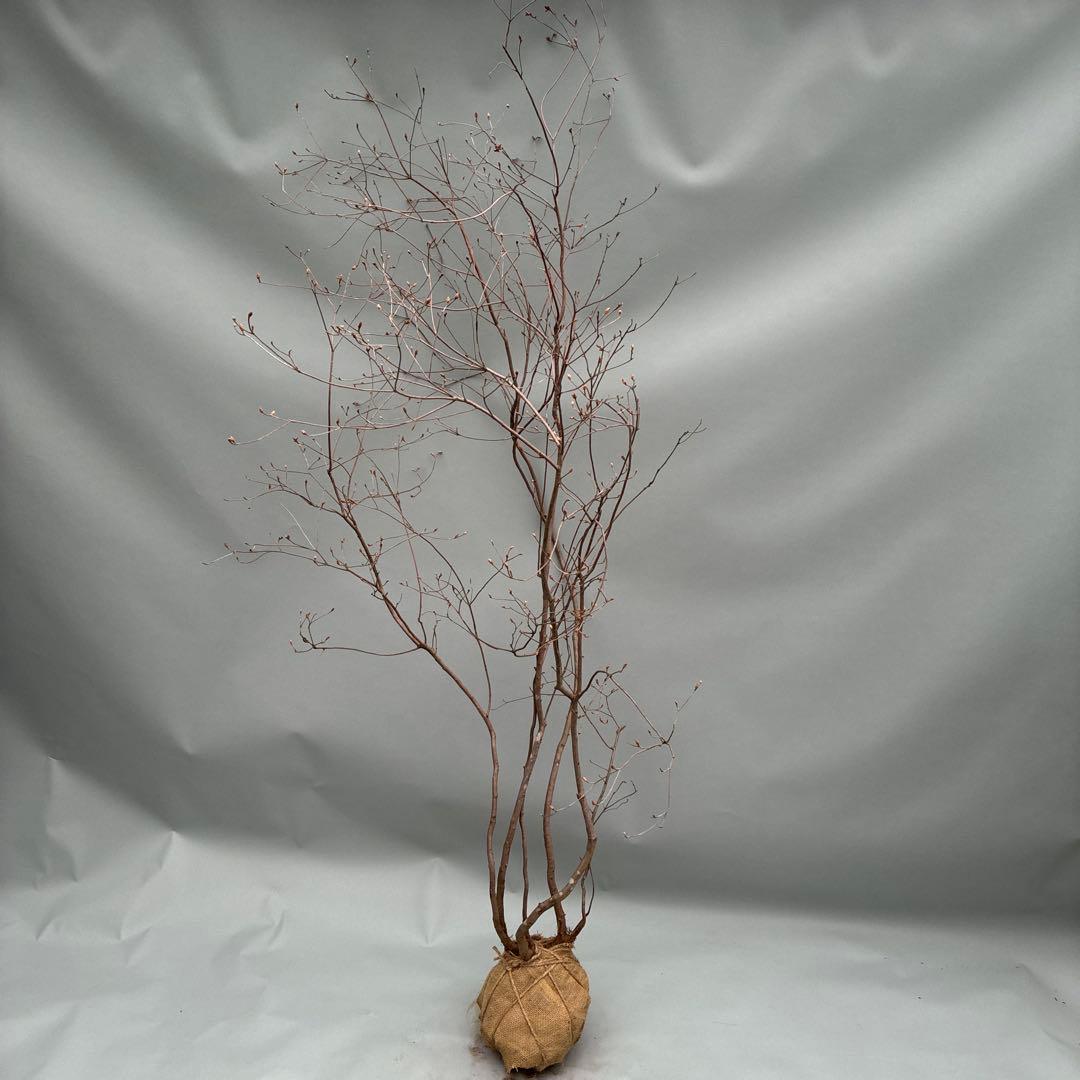 ミツバツツジ　株立　大型　山採り風