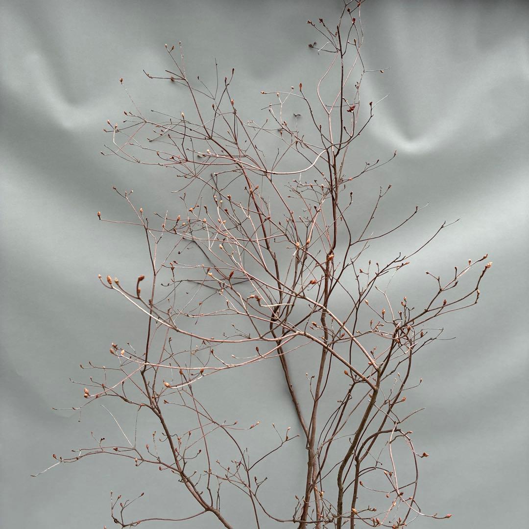 ミツバツツジ　株立　大型　山採り風