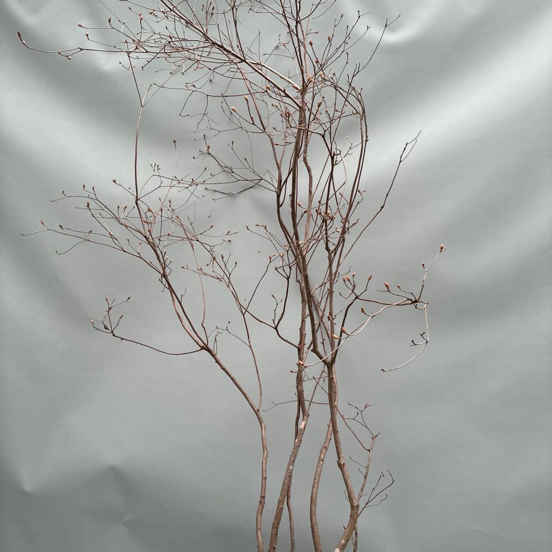 ミツバツツジ　株立　大型　山採り風