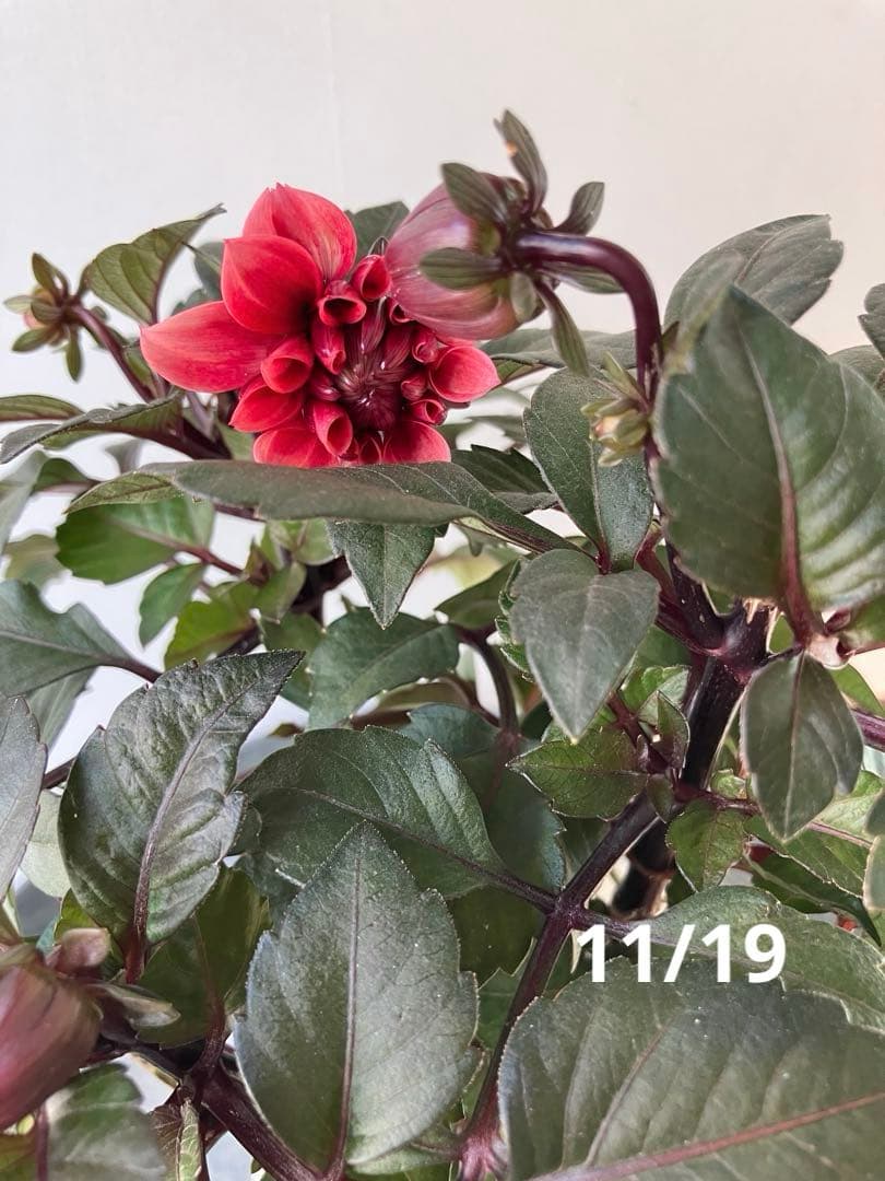 ダリア　ラベラグランデ　チョコレートアプリコット　ポット苗