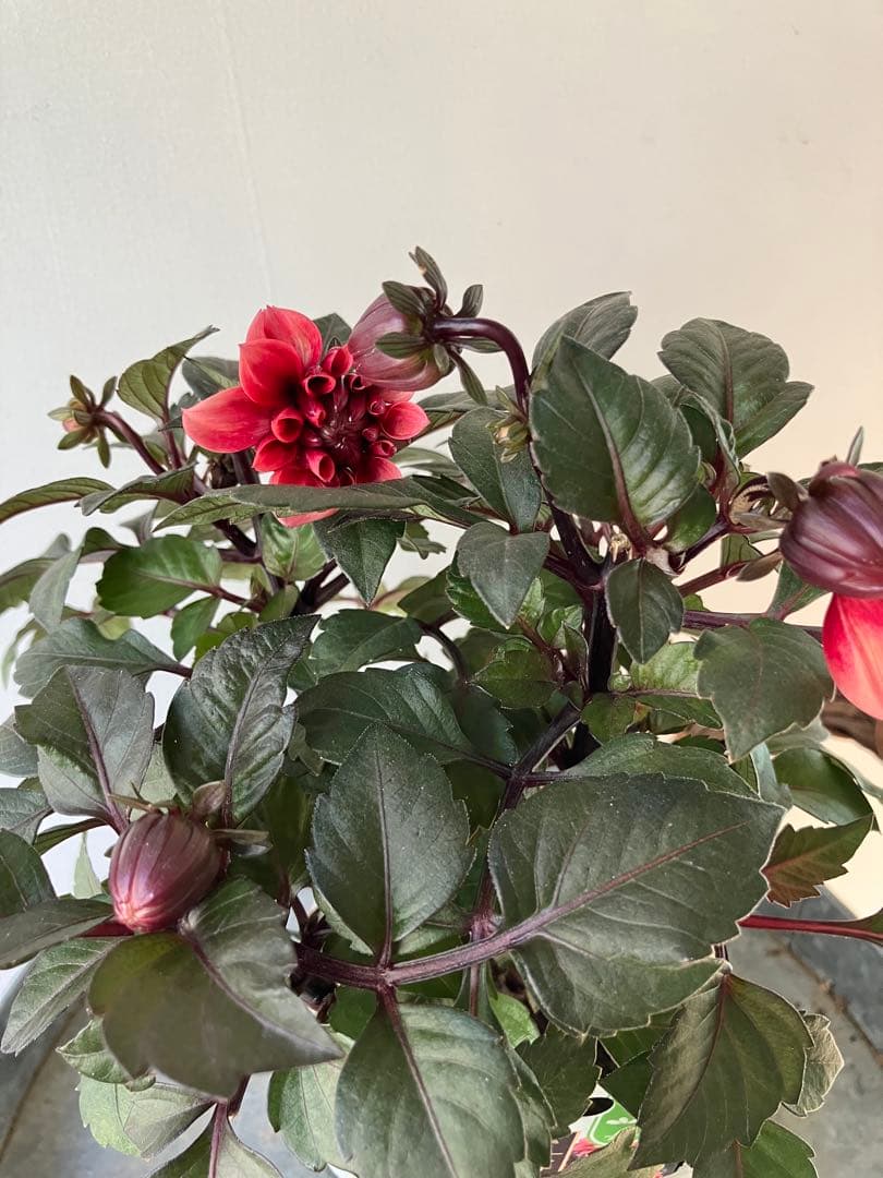 ダリア　ラベラグランデ　チョコレートアプリコット　ポット苗