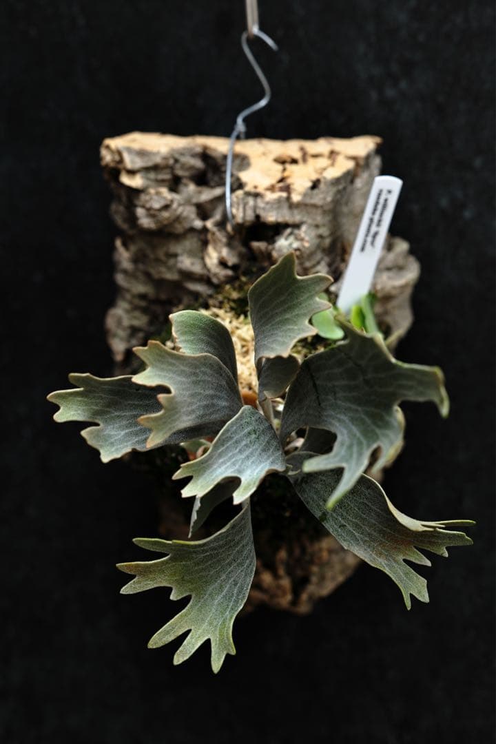 ビカクシダ P.willinckii \