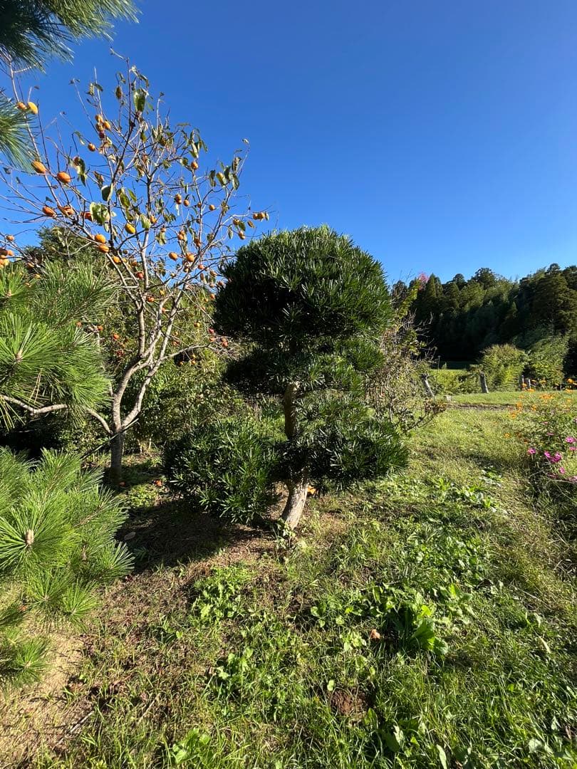 中型コニファー 濃い緑 丸型　庭木