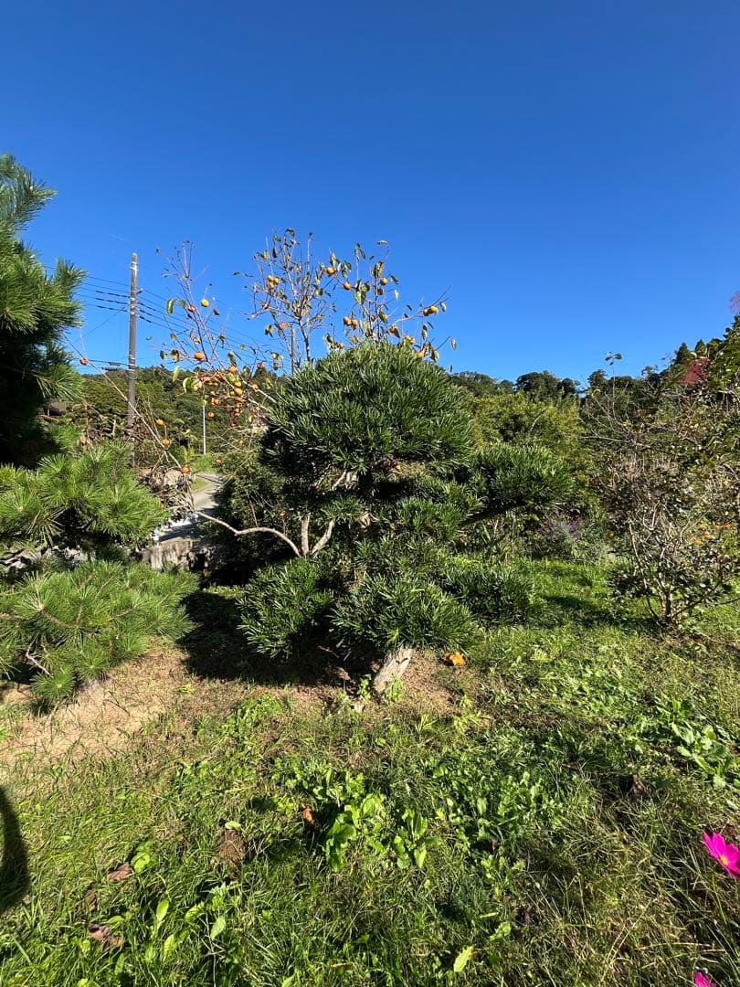 中型コニファー 濃い緑 丸型　庭木