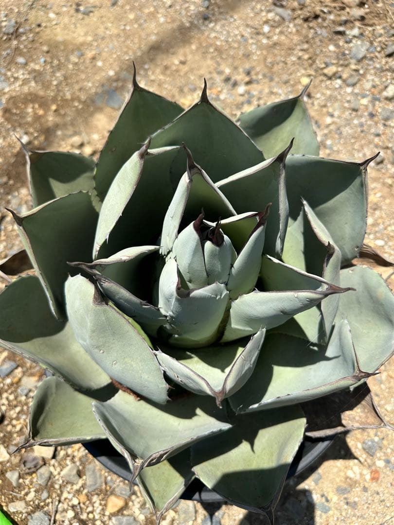 US産　パリー　トランカータ　ハンティントン　選抜株　ボール状　40cmオーバー