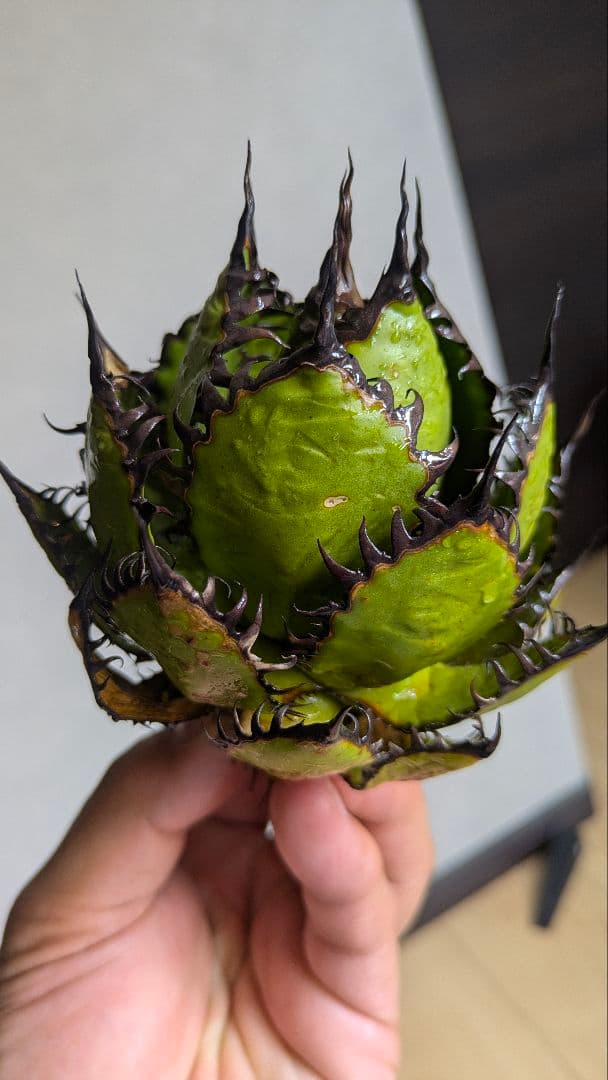 【超選抜】アガベ　ホリダ　短葉　強棘②検チタノタ　オテロイ　オアハカ　実生　陽炎