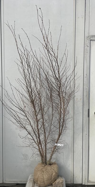 《現品》姫沙羅（ヒメシャラ）株立ち　樹高1.8ｍ（根鉢含まず）35【苗木/植木】