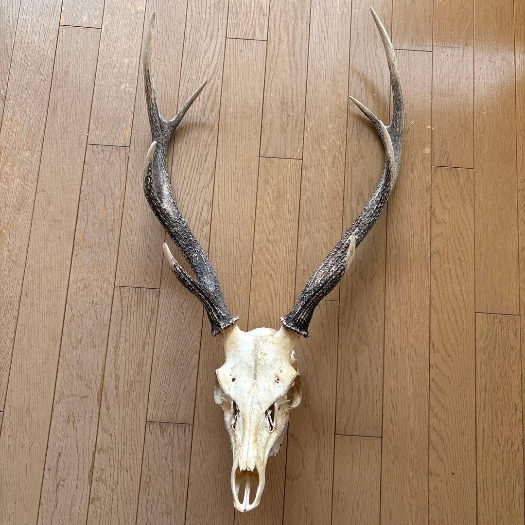 鹿の頭骨置物 全長約77cm