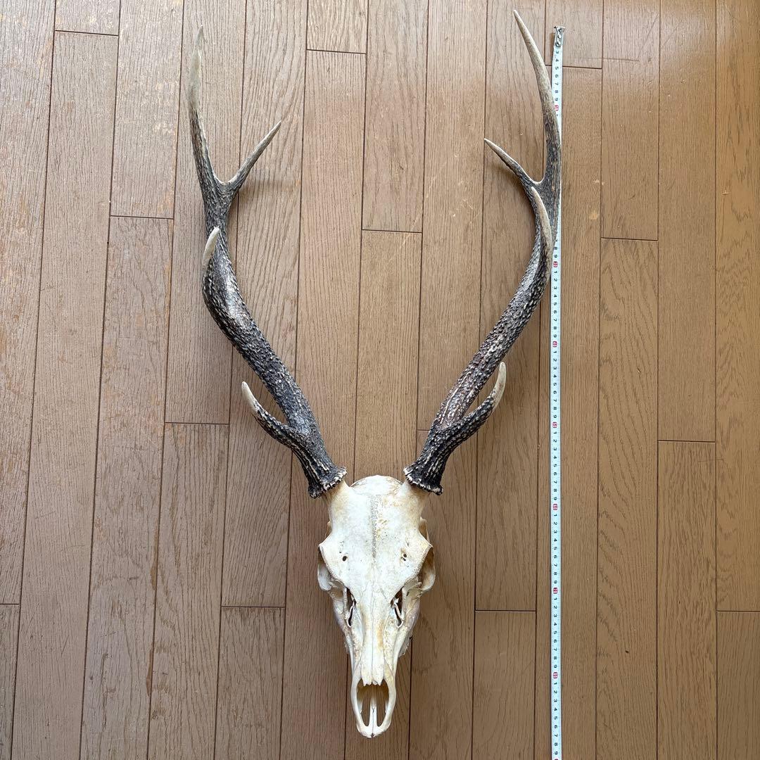 鹿の頭骨置物 全長約77cm