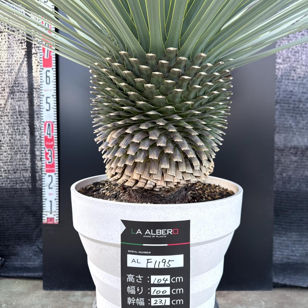 【AL-F1195】ユッカ　ロストラータ　超美形　超極太　シルバーブルー