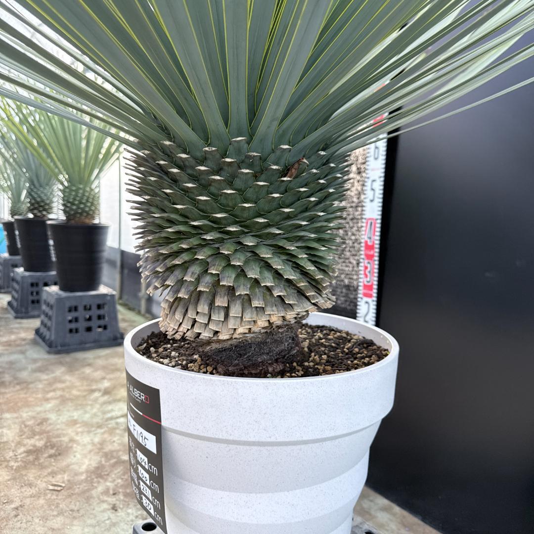 【AL-F1195】ユッカ　ロストラータ　超美形　超極太　シルバーブルー