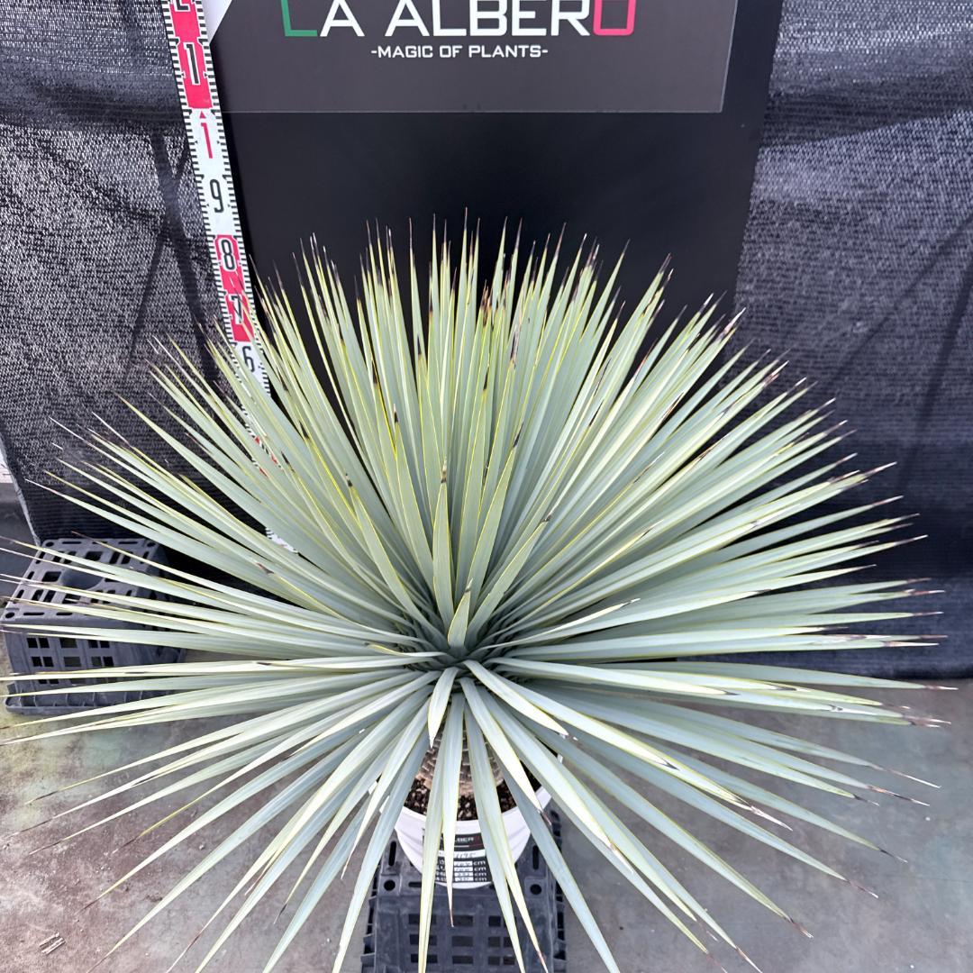 【AL-F1195】ユッカ　ロストラータ　超美形　超極太　シルバーブルー