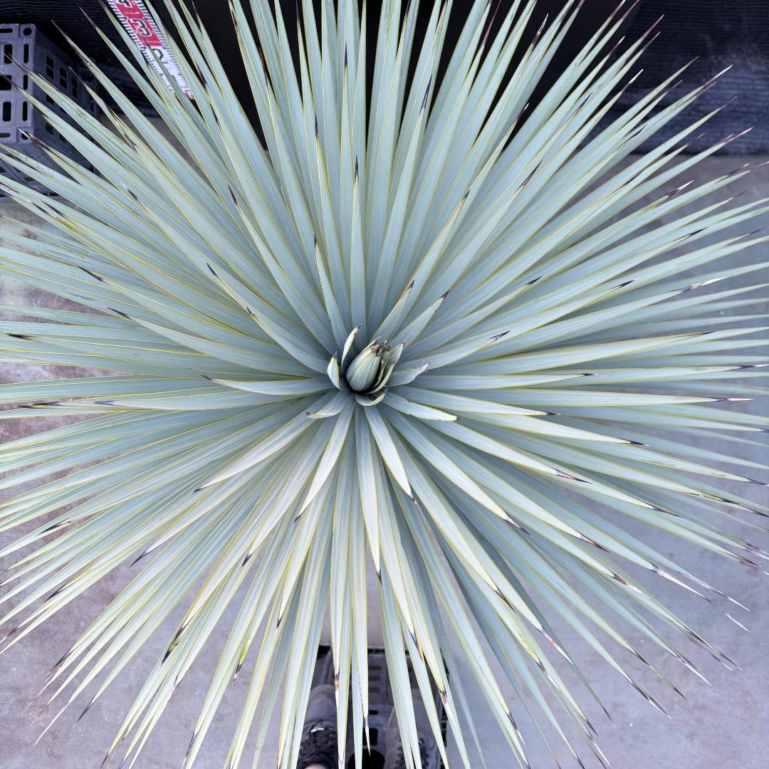 【AL-F1195】ユッカ　ロストラータ　超美形　超極太　シルバーブルー