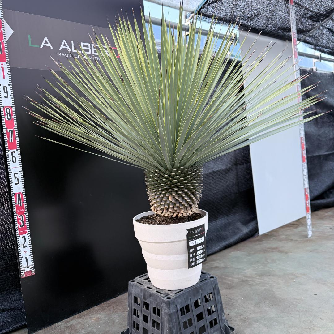 【AL-F1195】ユッカ　ロストラータ　超美形　超極太　シルバーブルー