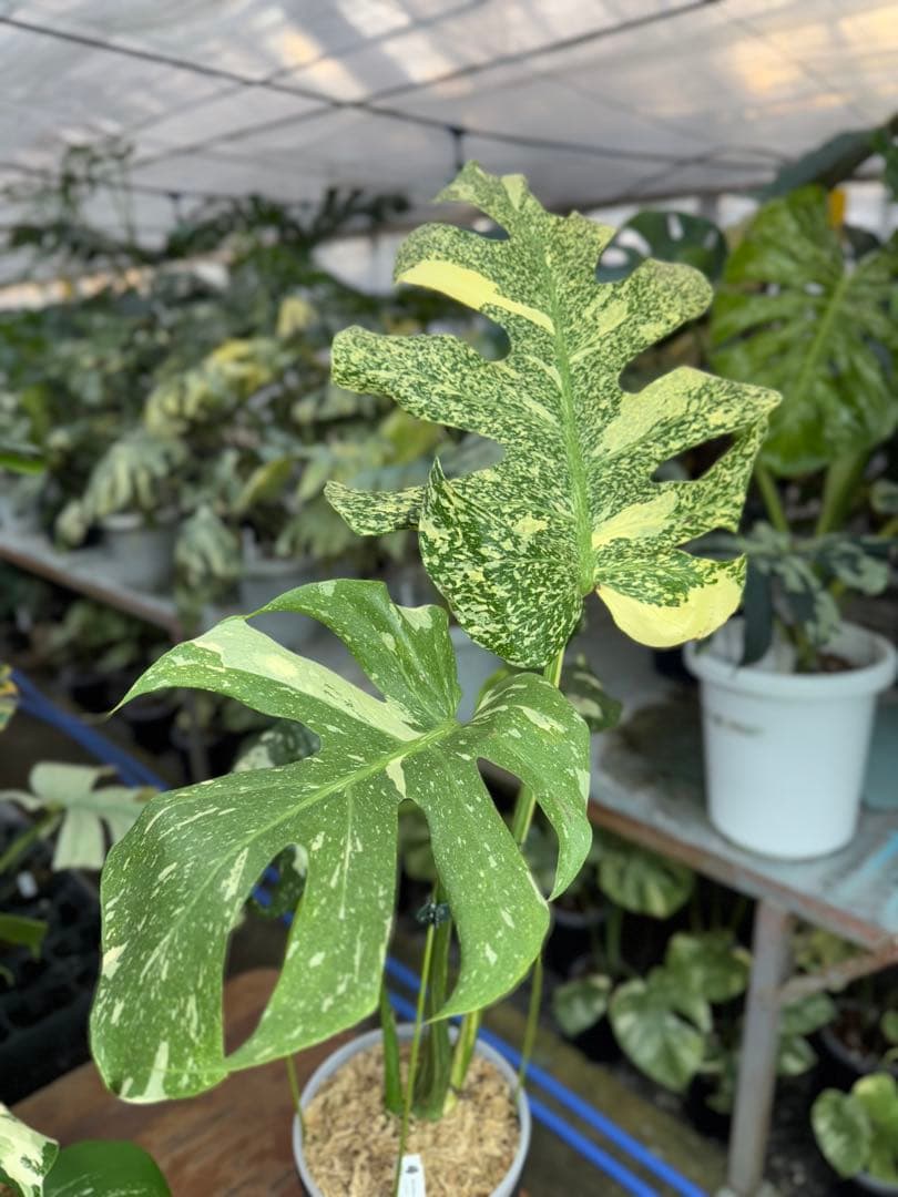 5モンステラ　タイコンステレーション　スターライト