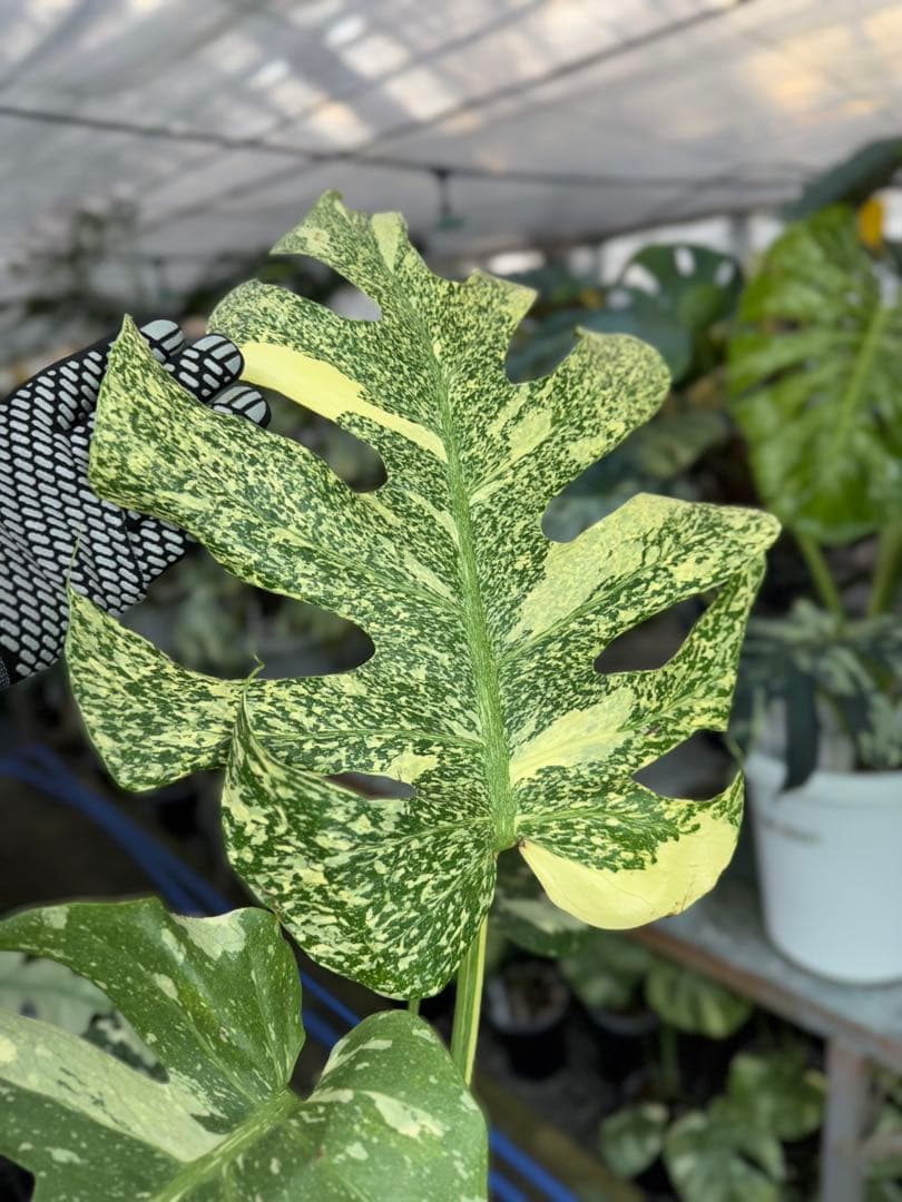 5モンステラ　タイコンステレーション　スターライト