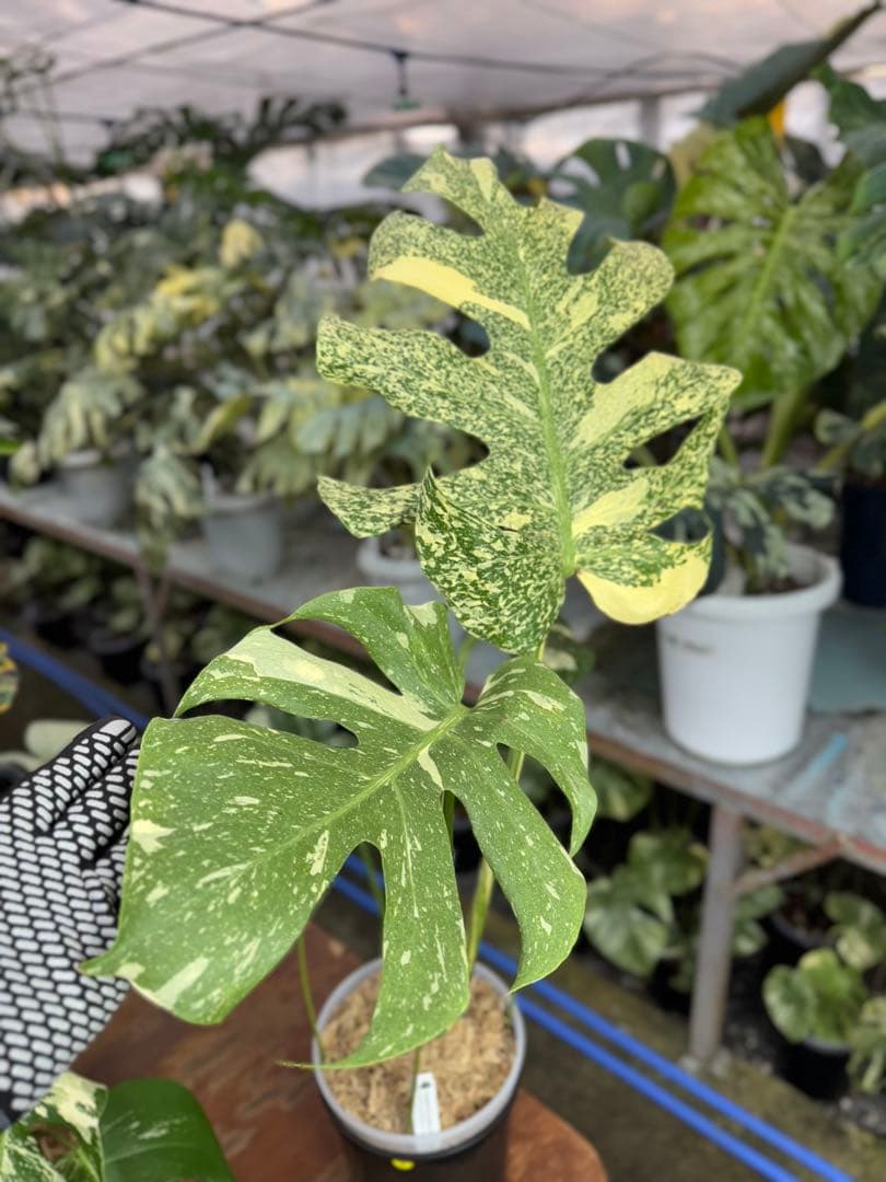 5モンステラ　タイコンステレーション　スターライト