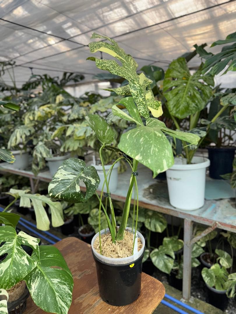 5モンステラ　タイコンステレーション　スターライト